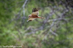 Male Marsh Harrier in Flight Side View