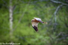 Male Marsh Harrier in Flight Side View