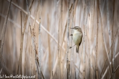 Sedge Warbler on Reed Side View