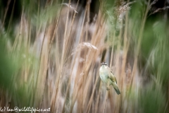 Sedge Warbler on Reed Front View