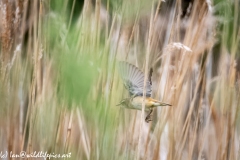 Sedge Warbler in Flight Side View