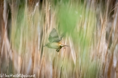 Sedge Warbler in Flight Side View