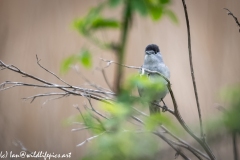 Blackcap on Branch Front View