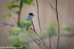 Blackcap on Branch Front View