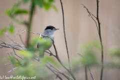 Blackcap on Branch Front View