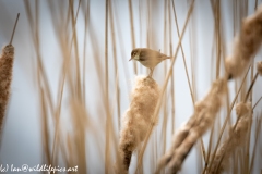 Marsh Warbler on Reed Side View