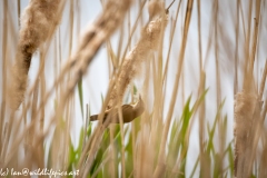 Marsh Warbler on Reed Side View