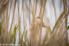 Marsh Warbler on Reed Side View