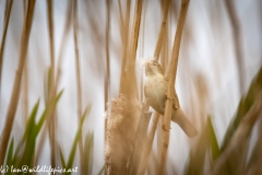 Marsh Warbler on Reed Front View