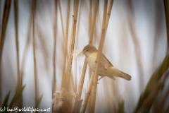 Marsh Warbler on Reed Side View