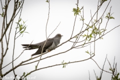 Male Cuckoo in Tree Side View