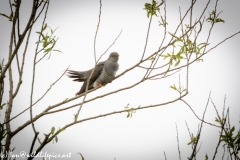 Male Cuckoo in Tree Side View