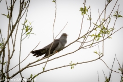 Male Cuckoo in Tree Side View