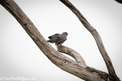 Male Cuckoo on Dead Tree Side View