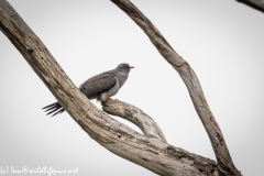 Male Cuckoo on Dead Tree Side View