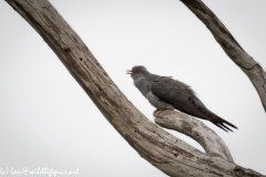 Male Cuckoo on Dead Tree Side View