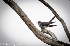 Male Cuckoo on Dead Tree Side View