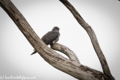 Male Cuckoo on Dead Tree Side View