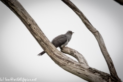 Male Cuckoo on Dead Tree Side View