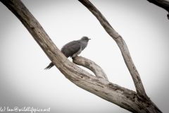 Male Cuckoo on Dead Tree Side View