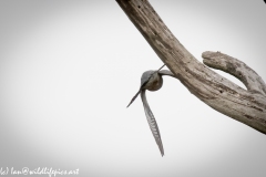 Male Cuckoo in Flight Back View