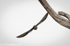 Male Cuckoo in Flight Back View