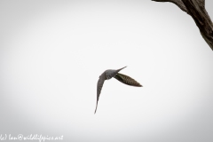 Male Cuckoo in Flight Back View