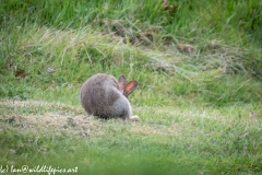 Wild Rabbit on Grass Back View