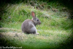 Wild Rabbit on Grass Back View