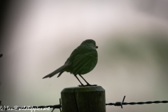 Robin on Post with Food in Beak Side View