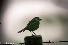 Robin on Post with Food in Beak Side View