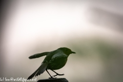 Robin on Post with Food in Beak Side View