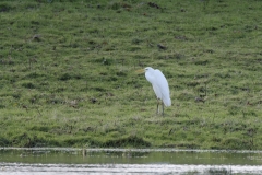 Great White Egret