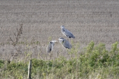 Herons