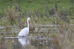 Great White Egret