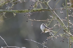 Long-tailed Tit