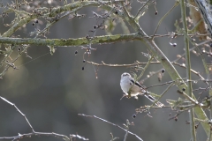 Long-tailed Tit