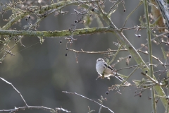 Long-tailed Tit