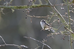 Long-tailed Tit