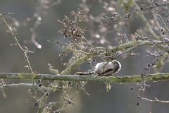 Long-tailed Tit