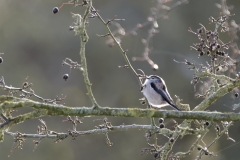 Long-tailed Tit