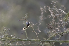 Long-tailed Tit