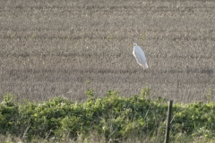 Great White Egret