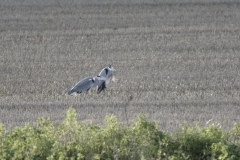 Herons