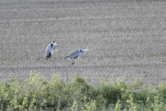 Herons