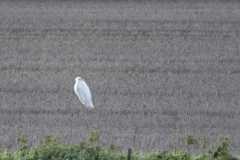 Great White Egret