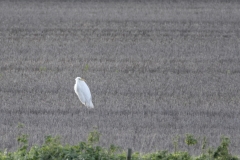 Great White Egret