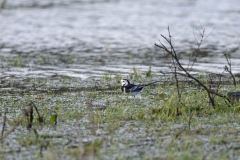 Pied/White Wagtail