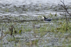 Pied/White Wagtail