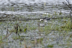 Pied/White Wagtail